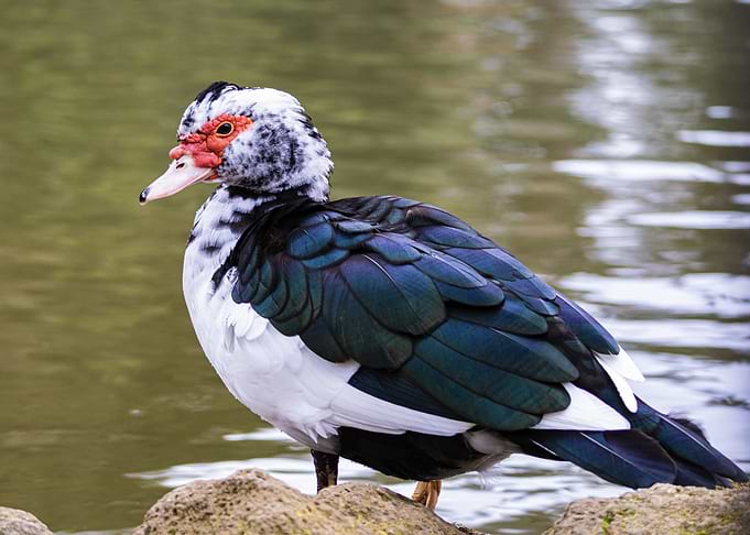 Muscovy Duck (Cairina moschata var. domestica)Portrait