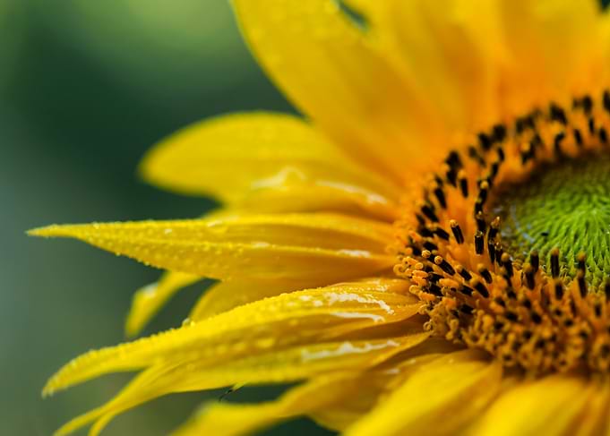 Close-up of a Yellow Sunflower