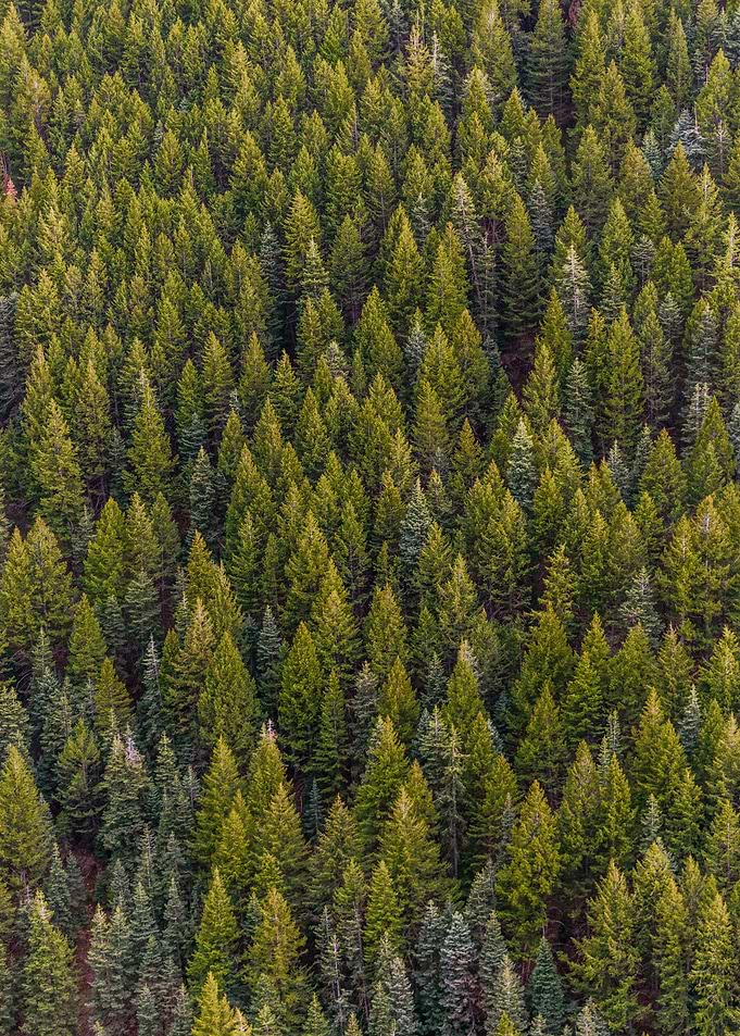 Aerial View of Dense Evergreen Forest