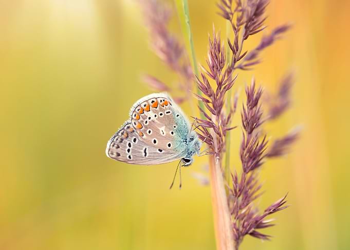 Blue Butterfly on Grass