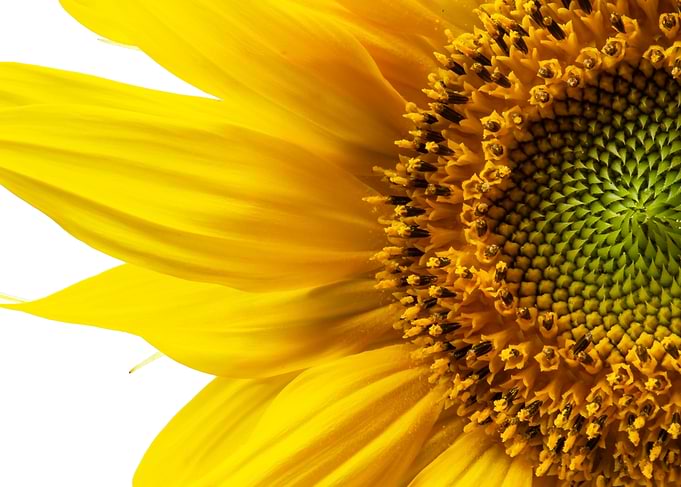 Close-up of a Sunflower