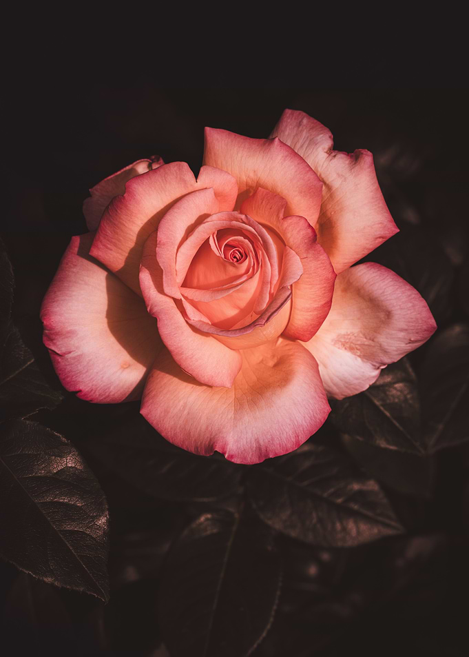 Peach Rose Blossom