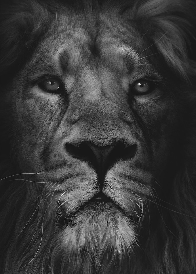 LION LOOK. Lion Portrait in Black and White