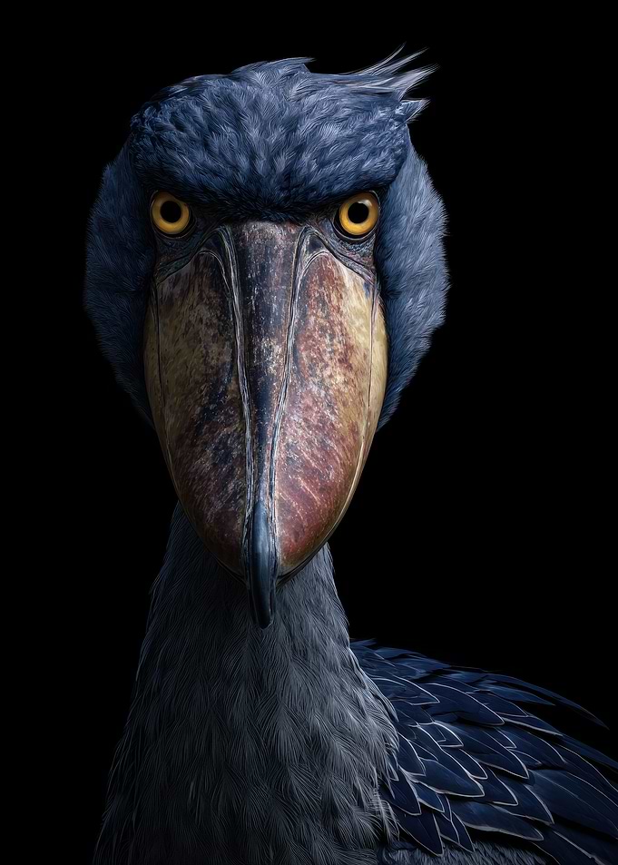 Shoebill Stork Portrait