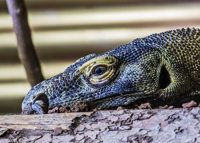 Komodo Dragon (Varanus komodoensis) Close-Up
