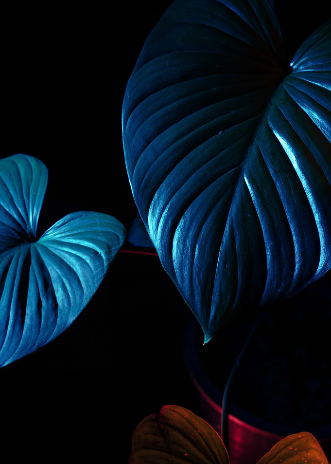 Blue-lit Plant Leaves on Black