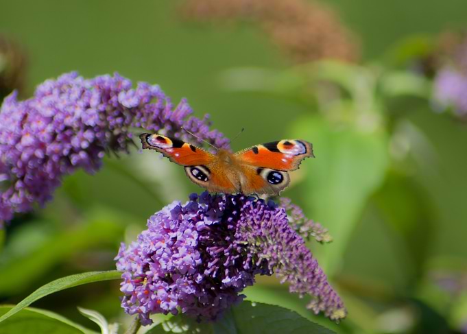 Butterfly on Purple Flower