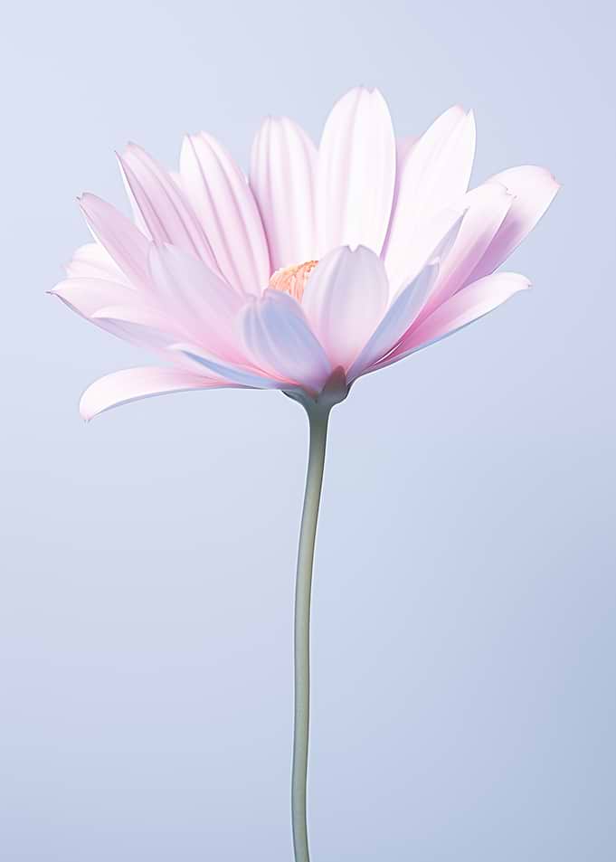 Pink Daisy Flower