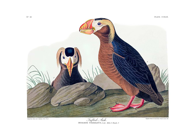 The Birds of America - Tufted Auk Bird Illustration