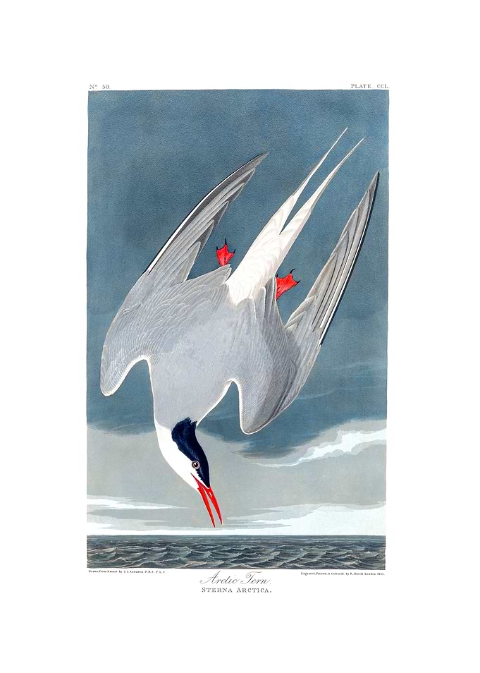 The Birds of America - Arctic Tern