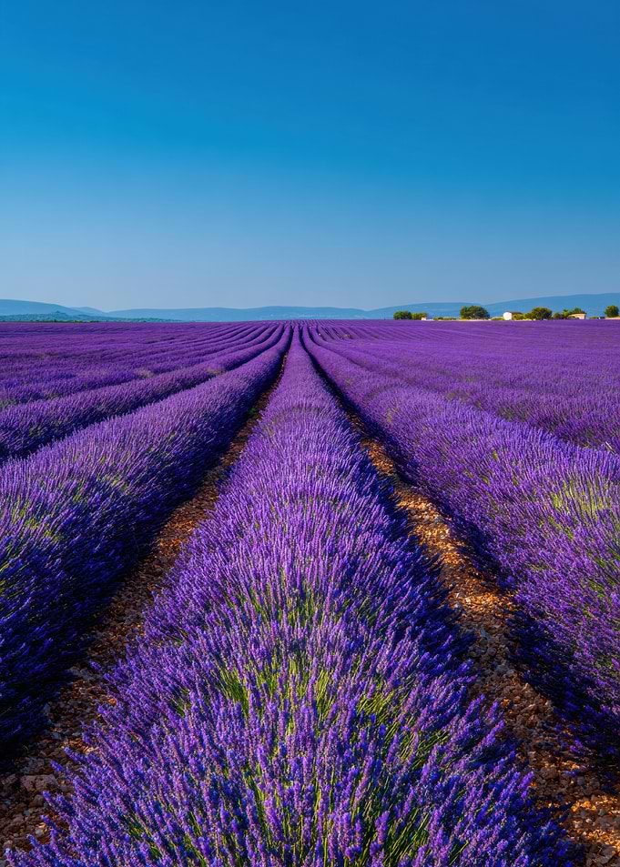 Lavender Field Under Blue Sky