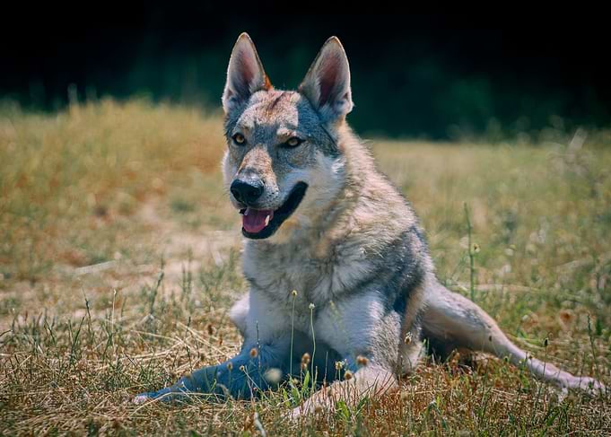 Czechoslovak Wolfdog Resting in Field
