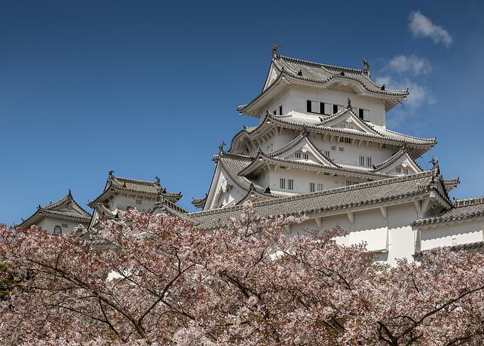Himeji Castle with Cherry Blossoms