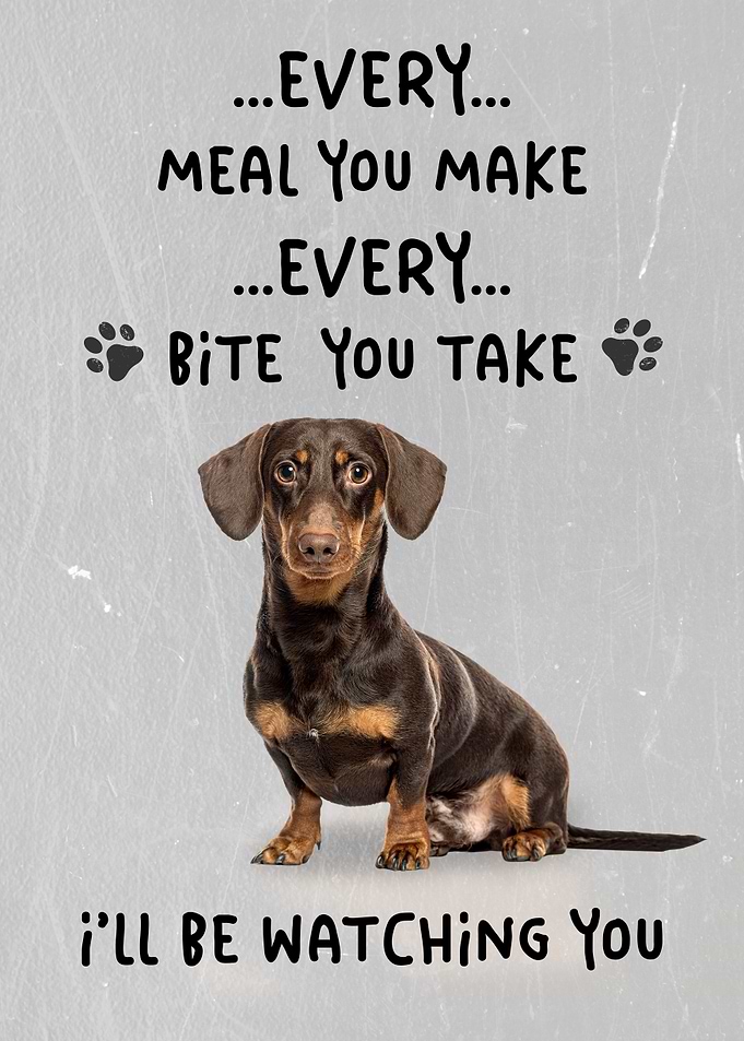 Dachshund Dog Watching You