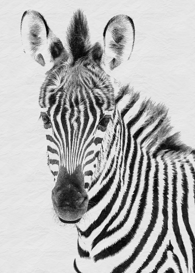Zebra Portrait Black and White