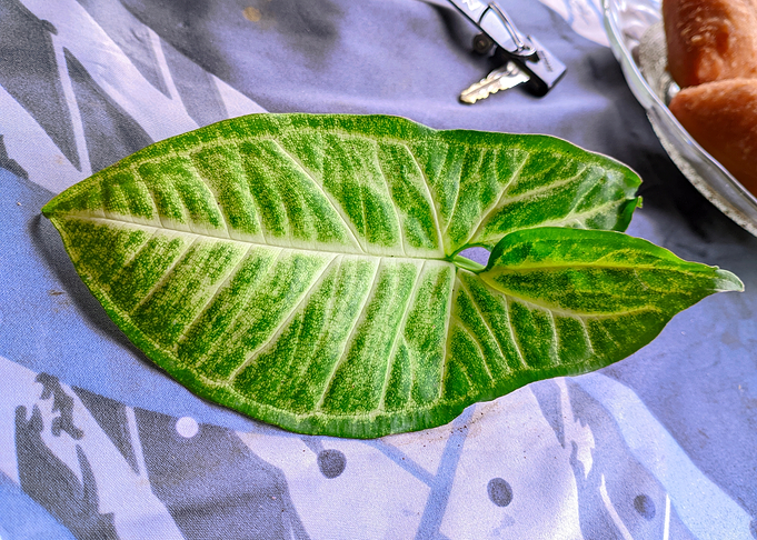 Green and White Syngonium Leaf