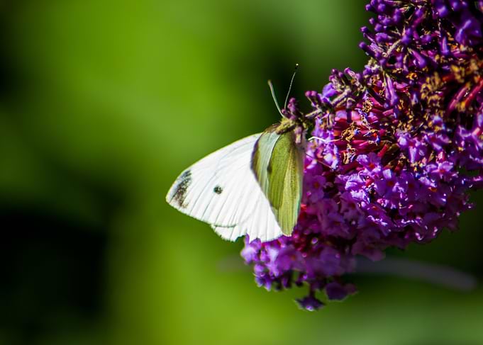 White Butterfly on Purple Flower