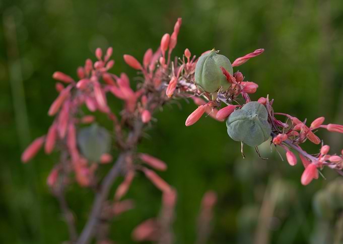 Red Yucca Flower and Seed Pods