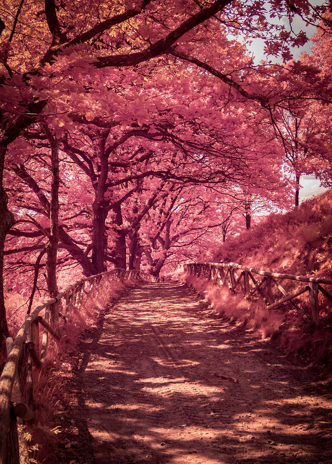 Pink Autumn Path