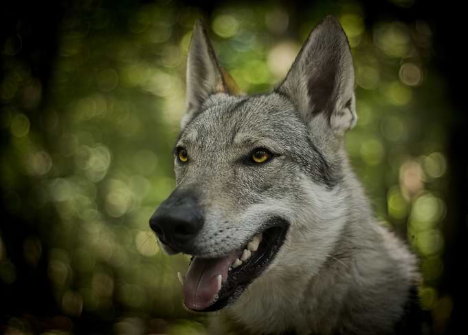 Wolfdog Portrait in Natural Setting