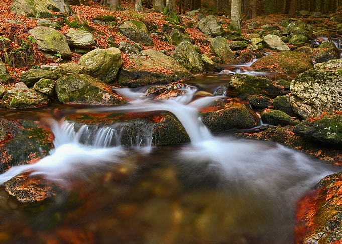 Autumn Stream in Forest
