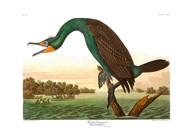 The Birds of America - Florida Cormorant