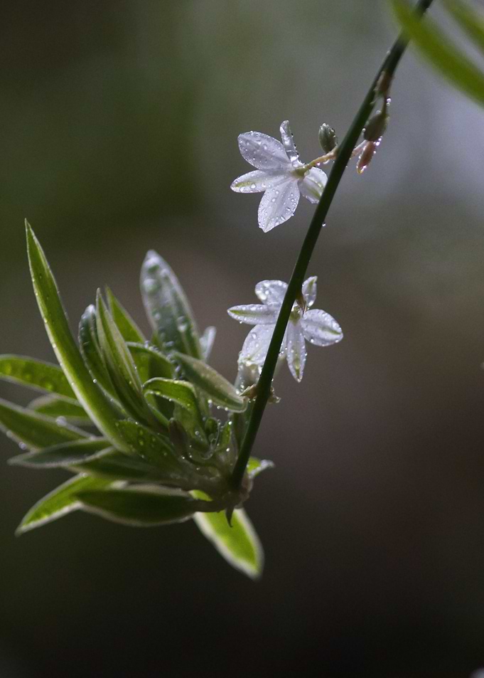 Delicate White Flowers with Dew Drops