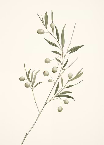 Olive Branch Botanical