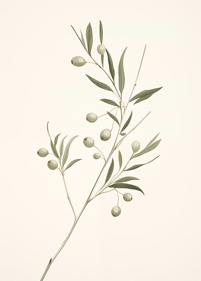 Olive Branch Botanical