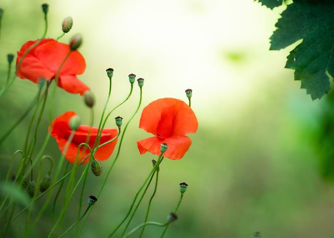 Red Poppies in a Green Field
