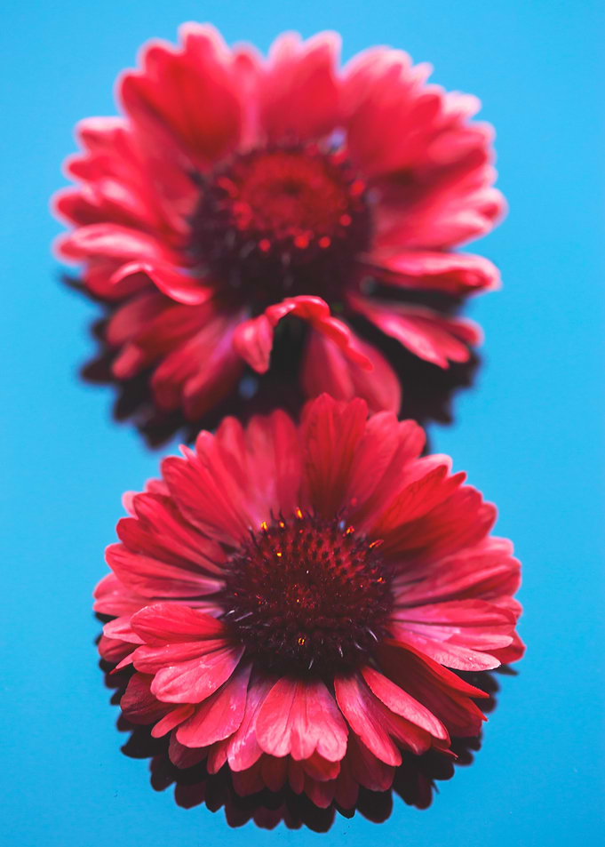 Two Red Flowers on Blue Background