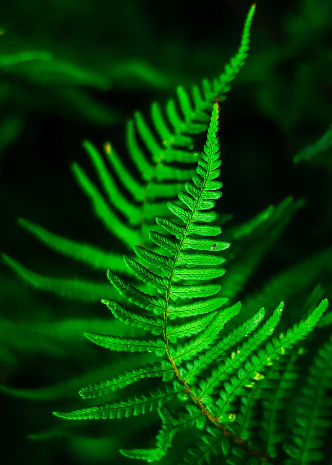 Lush Green Fern Fronds
