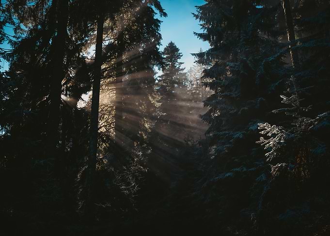 Sun Rays Through Forest Trees