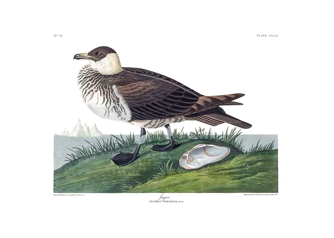 The Birds of America - Jager Bird