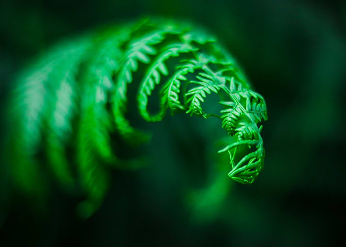 Unfurling Fern Frond