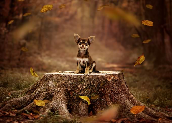 Chihuahua Puppy on Tree Stump