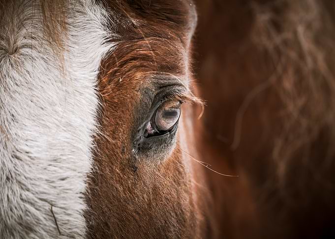 Close-up of a Horse's Eye