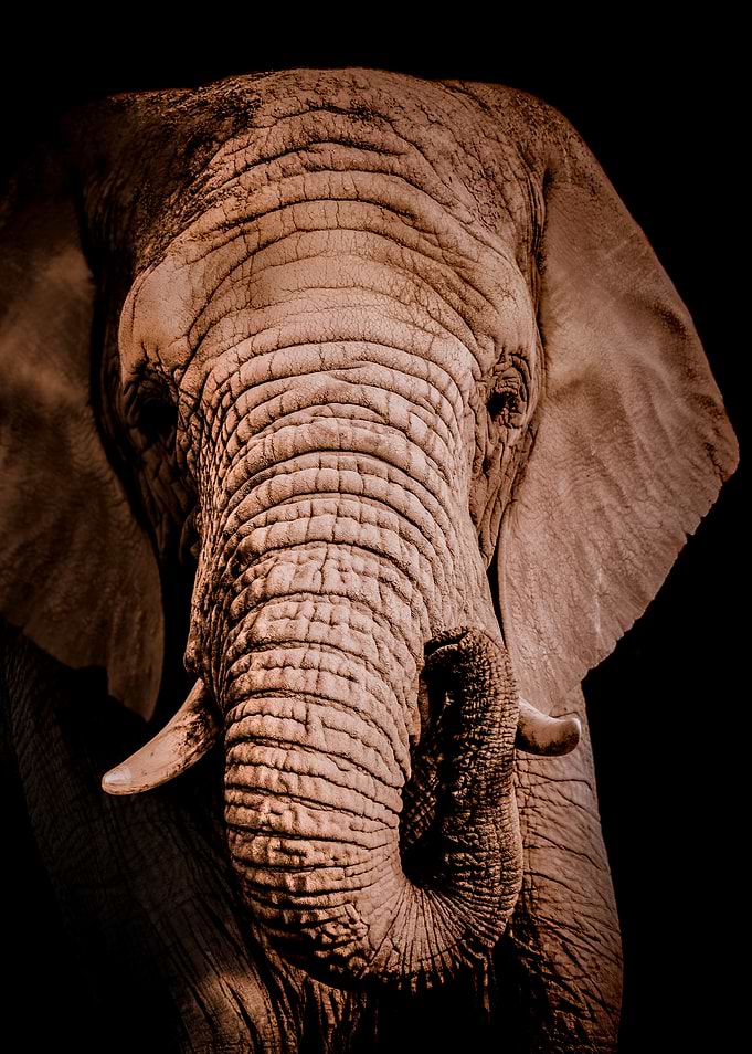 Elephant Portrait in Sepia Tones