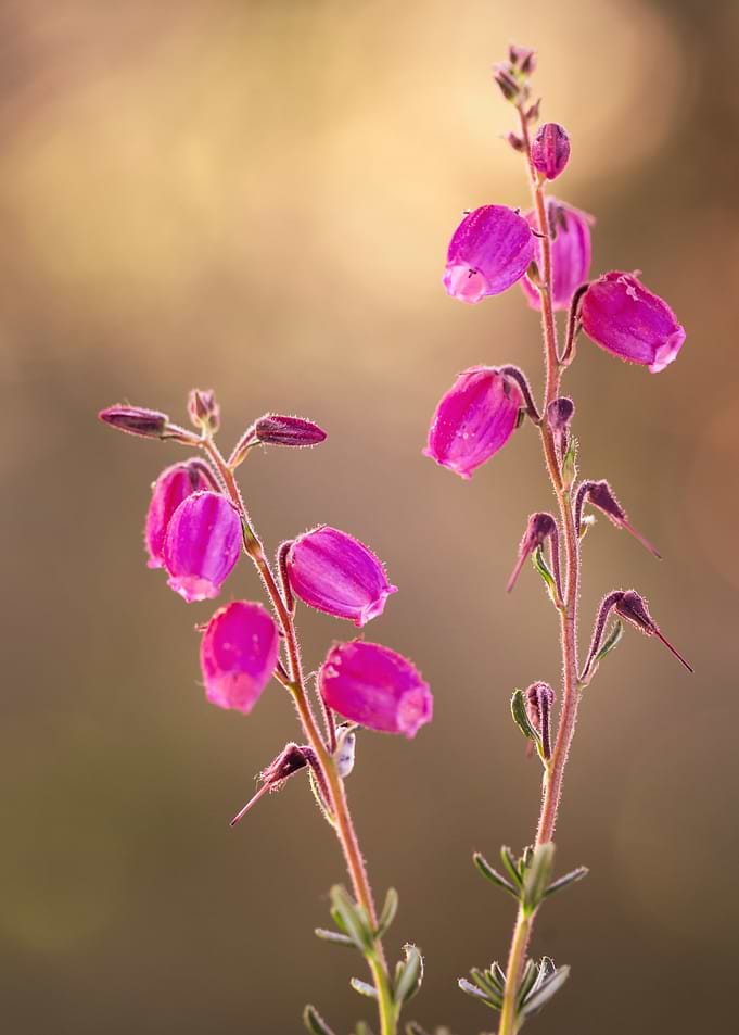 Pink Heather Flowers Close-Up