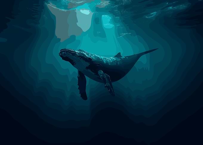 Humpback Whale Underwater
