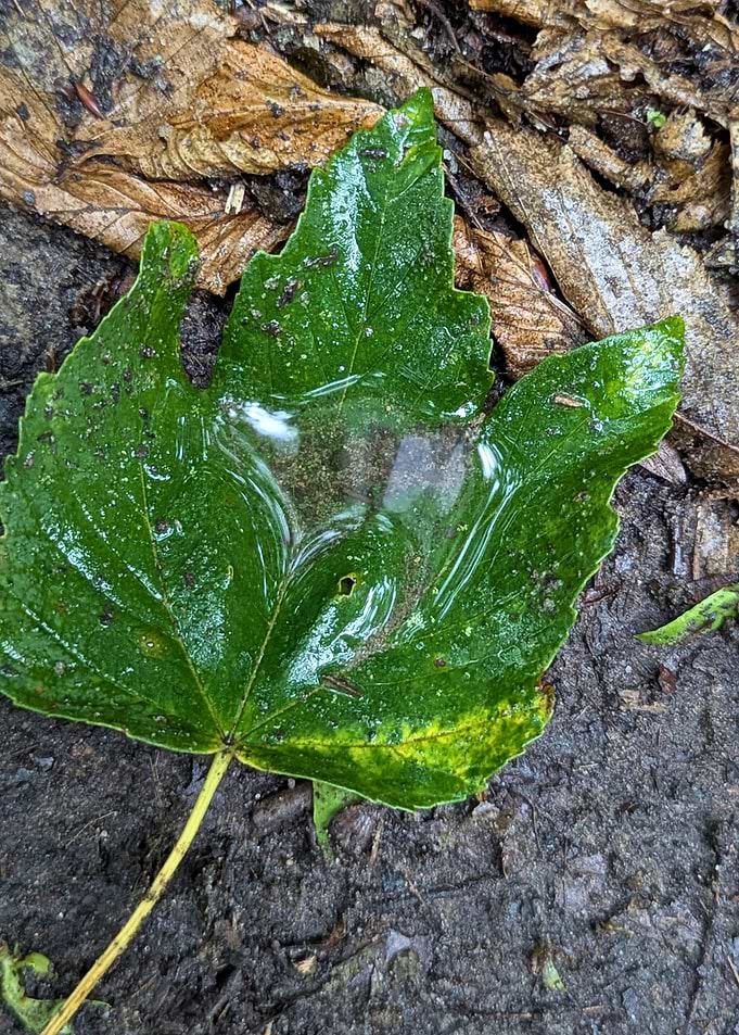 Leaf with Water on Forest Floor