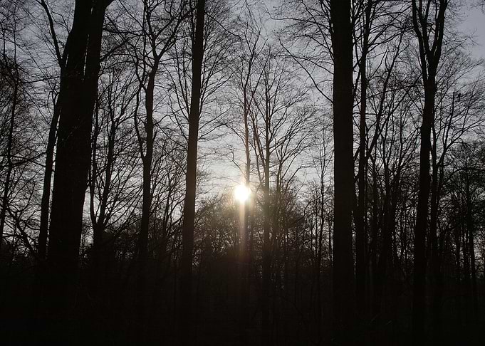 Sunlit Forest Silhouette