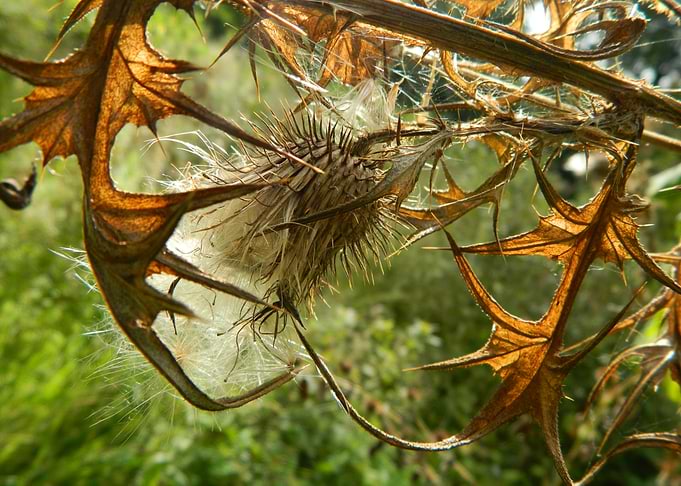 Dried Thistle with Seeds and Leaves