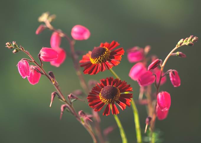Red and Pink Flower Arrangement