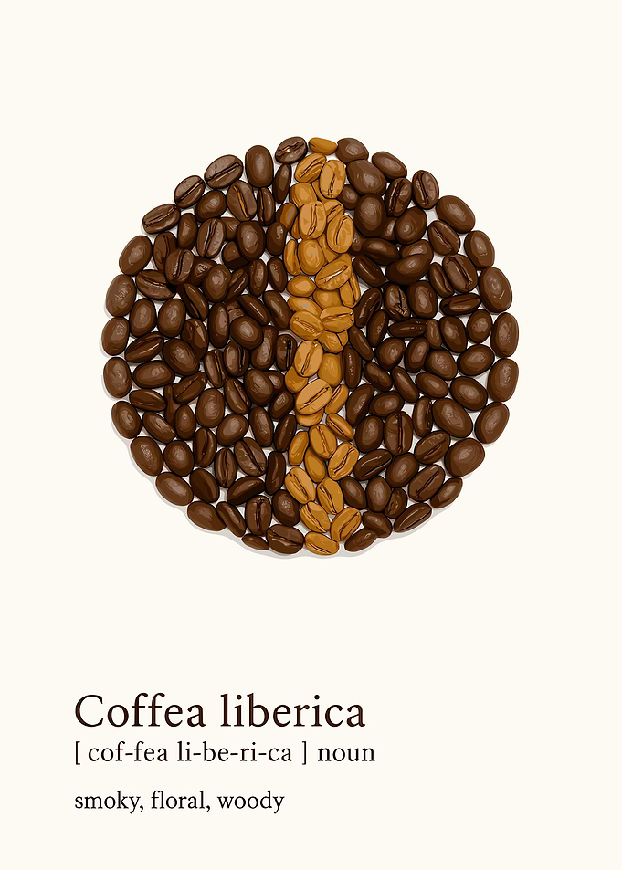 Coffea Liberica
