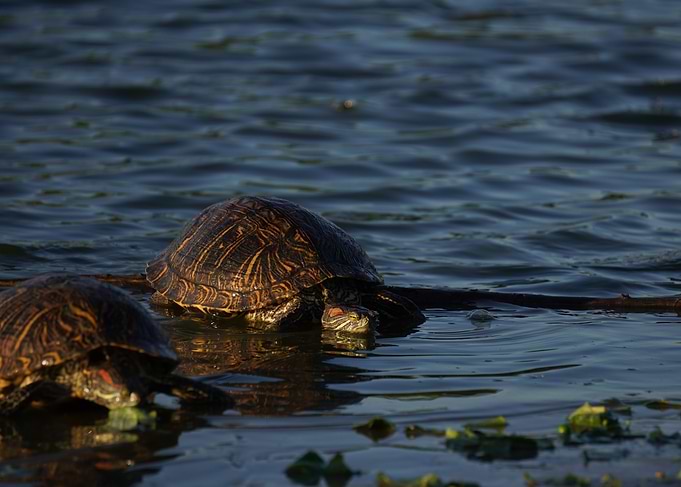 Relaxed Turtle