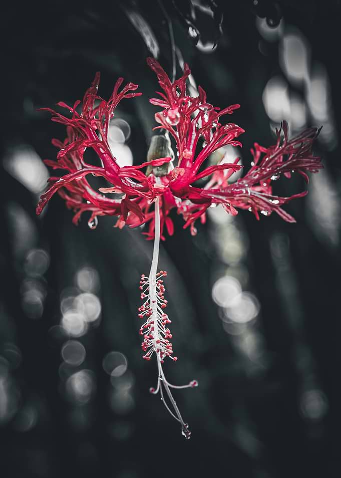 Red Hibiscus Flower with Water Droplets