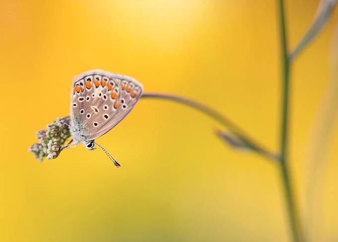 Butterfly on Flower with Yellow Background