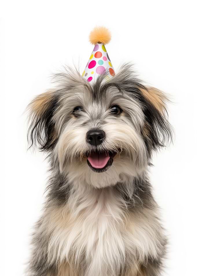 Havanese dog with Birthday Hat Portrait