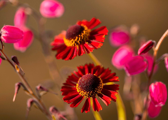 Red and Pink Flowers Close-Up